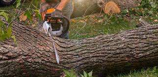 Tree and Shrub Care in Bruce, MS