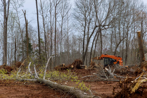 Bruce, MS Tree Care Company