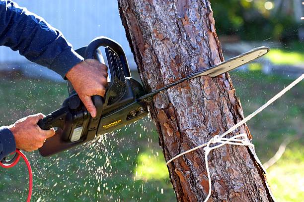 Best Lawn Renovation and Restoration  in Bruce, MS