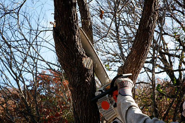 How Our Tree Care Process Works  in  Bruce, MS