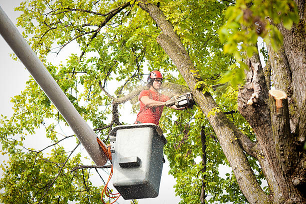 Best Firewood Processing and Delivery  in Bruce, MS