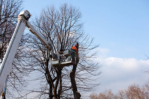  Bruce, MS Tree Care Pros